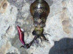 浅場を狙って新子GET！城ヶ崎エギング釣果