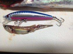 東二見人工島　明け方のショアジギングでサゴシがヒット！