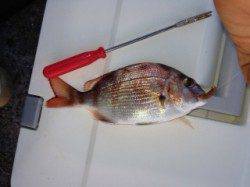 本命タチウオはのらず、ガシラ・アナゴ・チャリコ・アジなど