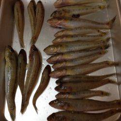 武庫川河口、早朝ハゼ釣り〜30匹〜