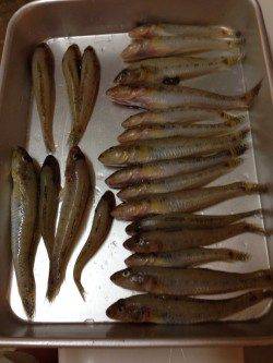 武庫川河口、早朝ハゼ釣り〜30匹〜