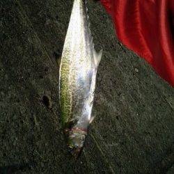 武庫川尻一文字　1時間ほどの釣行でサゴシ2尾　ショアジギング釣果