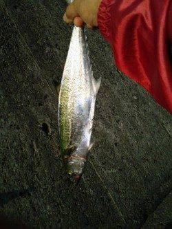 武庫川尻一文字　1時間ほどの釣行でサゴシ2尾　ショアジギング釣果