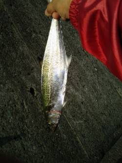 武庫川尻一文字　1時間ほどの釣行でサゴシ2…