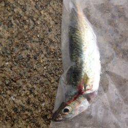 南芦屋浜　AM5時からのショアジギングでサバ☆