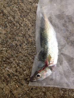 南芦屋浜　AM5時からのショアジギングでサ…