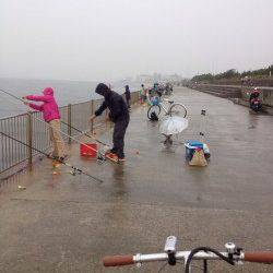 南芦屋浜　AM5時からのショアジギングでサバ☆