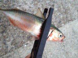 武庫川一文字 ルアーでサゴシ・小サバ