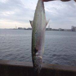 雨でも大盛況の兵突でサゴシをゲット