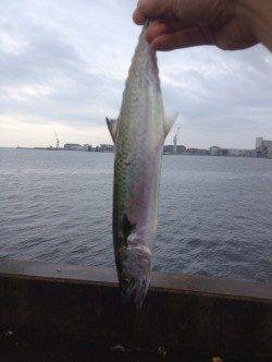 雨でも大盛況の兵突でサゴシをゲット