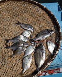 マリーナシティ海釣り公園で紀州釣り〜チヌ&キビレ〜