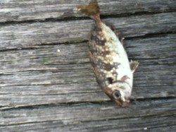 舞洲でサビキ釣り　アジの活性高くなってきてます