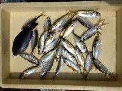 マリーナシティでちょい投げサビキ　良型アジにグレ