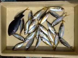 マリーナシティでちょい投げサビキ　良型アジ…