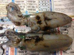 竹野港でエギング　持ち帰りサイズは2ハイ