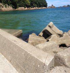 竹野港でエギング　持ち帰りサイズは2ハイ