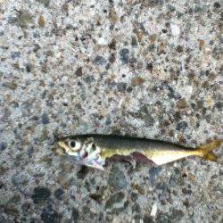 メバル狙いでアイゴとアジの釣果でした