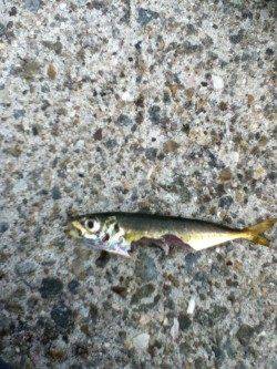 メバル狙いでアイゴとアジの釣果でした