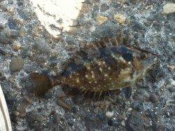 メバル狙いでアイゴとアジの釣果でした