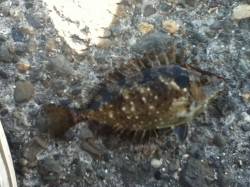 メバル狙いでアイゴとアジの釣果でした