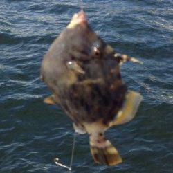 兵庫突堤、胴突きでカワハギの釣果