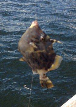 兵庫突堤、胴突きでカワハギの釣果