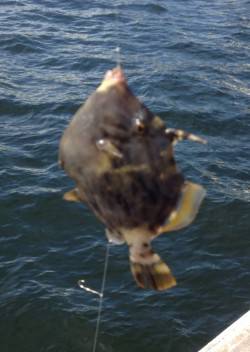 兵庫突堤、胴突きでカワハギの釣果