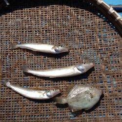 【釣るなら朝が一番！】投げ釣りでキス・カワハギ