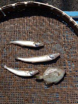 【釣るなら朝が一番！】投げ釣りでキス・カワハギ