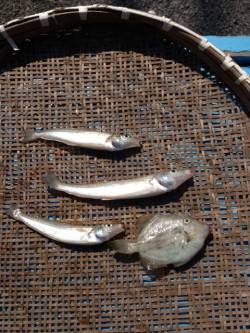 【釣るなら朝が一番！】投げ釣りでキス・カワ…