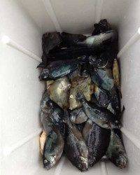 雨のマリーナシティ、サビキでグレ、カワハギ