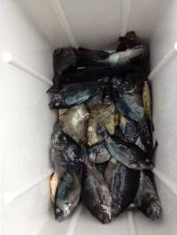 雨のマリーナシティ、サビキでグレ、カワハギ…