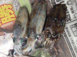 雨の中、宇久でのエギングでアオリイカ&コウイカ