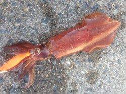 ナイスサイズのケンサキ&300g超のアオリイカ