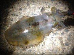 ナイスサイズのケンサキ&300g超のアオリイカ