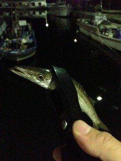 樽井漁港、仕事帰りのアジング釣果