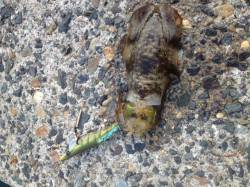 音海大波止でエギング、粘ってアオリ2杯！