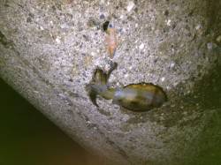 連続ショートジャークでなんとかキープ5杯