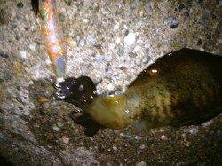 連続ショートジャークでなんとかキープ5杯