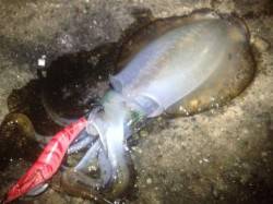 アジュール舞子エギングでこの時期にしてはナ…