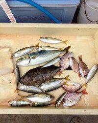 ちょい投げサビキでツバス、アジ他　マリーナシティ海釣り公園