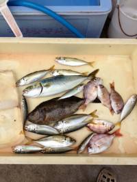 ちょい投げサビキでツバス、アジ他　マリーナ…