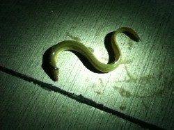 淀川河口ブッコミ釣りでウナギ