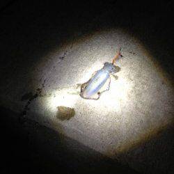 深日漁港でのナイトエギング調査　銀テープのエギに好反応