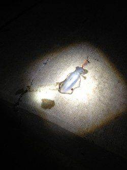 深日漁港でのナイトエギング調査　銀テープのエギに好反応