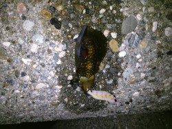 アタリあるがなかなか乗らず、ようやく2杯GET