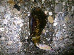 アタリあるがなかなか乗らず、ようやく2杯GET