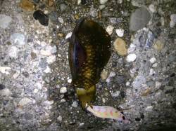 アタリあるがなかなか乗らず、ようやく2杯G…