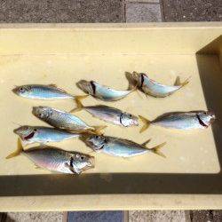 【午後からは晴れ間が出ました】マリーナシティサビキ釣果