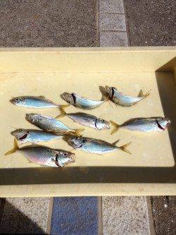 【午後からは晴れ間が出ました】マリーナシティサビキ釣果